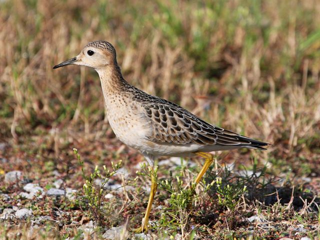 Buff-breasted Sandpiper